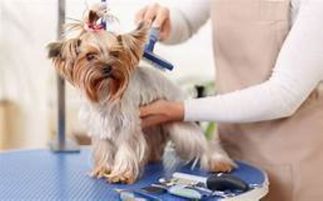 Pet Grooming at Molly & Friends!